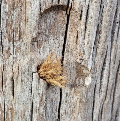 Isodontia sp. (genus) (Unidentified Grass-carrying wasp) at Burrinjuck, NSW - 23 Jan 2025 by Bidge