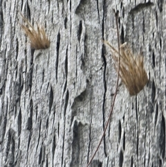 Isodontia sp. (genus) at Burrinjuck, NSW - 23 Jan 2025 06:31 PM