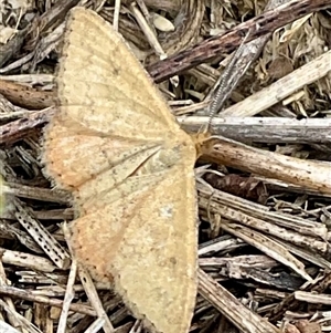 Scopula rubraria (Reddish Wave, Plantain Moth) at Hawker, ACT by Jennybach