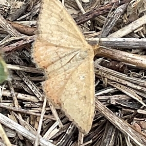 Scopula rubraria at Hawker, ACT - 23 Jan 2025