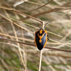 Agonoscelis rutila at Uriarra, NSW - 23 Jan 2025