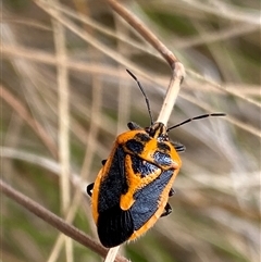 Agonoscelis rutila at Uriarra, NSW - 23 Jan 2025