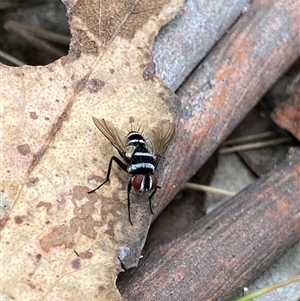 Trigonospila sp. (genus) at Brindabella, NSW - 23 Jan 2025