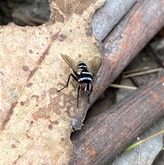 Trigonospila sp. (genus) at Brindabella, NSW - 23 Jan 2025