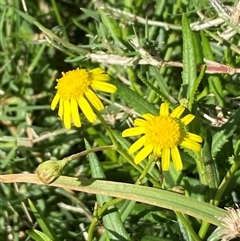 Senecio madagascariensis (Madagascan Fireweed, Fireweed) at Shell Cove, NSW - 20 Jan 2025 by SteveBorkowskis