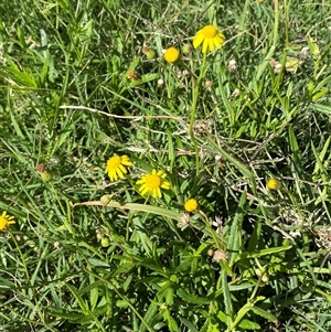 Senecio madagascariensis at Shell Cove, NSW - 20 Jan 2025 03:57 PM