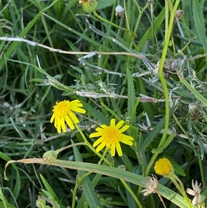 Senecio madagascariensis at Shell Cove, NSW - 20 Jan 2025 03:57 PM