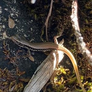 Eulamprus heatwolei (Yellow-bellied Water Skink) at Tinderry, NSW by NedJohnston