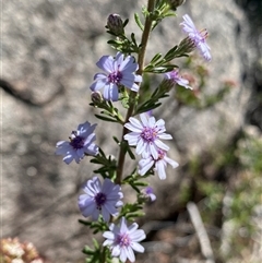 Olearia stricta var. parvilobata at Tinderry, NSW - 20 Jan 2025 by NedJohnston