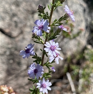 Olearia stricta var. parvilobata at Tinderry, NSW by NedJohnston