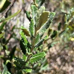 Olearia montana at Tinderry, NSW - 20 Jan 2025 by NedJohnston