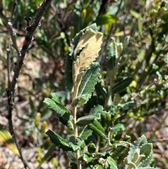 Olearia montana at Tinderry, NSW - 20 Jan 2025 01:24 PM