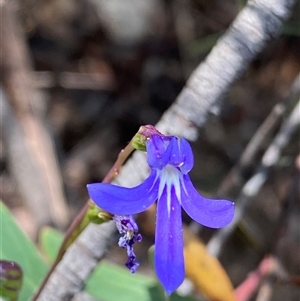 Lobelia simplicicaulis at Tinderry, NSW by NedJohnston