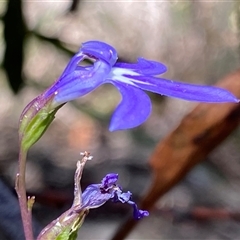 Unidentified at suppressed - 20 Jan 2025