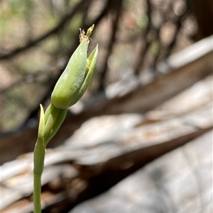 Calochilus therophilus (Late Beard Orchid) at Tinderry, NSW by NedJohnston