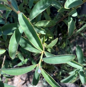 Philotheca myoporoides subsp. myoporoides (Long-leaf Waxflower) at Tinderry, NSW by NedJohnston