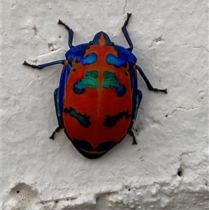 Tectocoris diophthalmus (Cotton harlequin bug) at Warilla, NSW by SteveBorkowskis