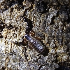 Chernetidae (family) (Chernetid Pseudoscorpion) at Kambah, ACT - 23 Jan 2025 by HelenCross