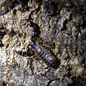 Chernetidae (family) at Kambah, ACT - 23 Jan 2025 08:37 PM