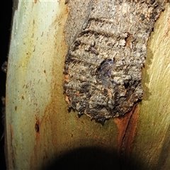 Chernetidae (family) at Kambah, ACT - 23 Jan 2025 08:37 PM