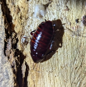 Platyzosteria similis at Kambah, ACT - 23 Jan 2025 08:34 PM