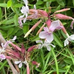 Saponaria officinalis (Soapwort, Bouncing Bet) at Krawarree, NSW - 23 Jan 2025 by JaneR