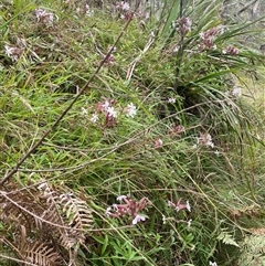 Saponaria officinalis at Krawarree, NSW - 23 Jan 2025 04:08 PM