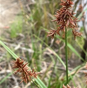 Cyperus lucidus (Leafy Flat Sedge) at Krawarree, NSW by JaneR