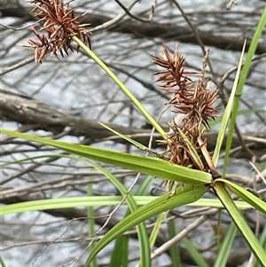 Cyperus lucidus at Krawarree, NSW - 23 Jan 2025 04:10 PM