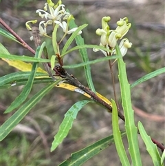 Lomatia myricoides (River Lomatia) at Krawarree, NSW - 23 Jan 2025 by JaneR