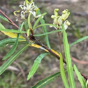 Lomatia myricoides at Krawarree, NSW - 23 Jan 2025 04:13 PM