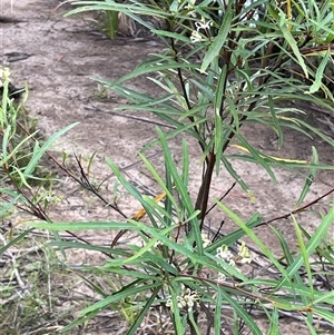 Lomatia myricoides at Krawarree, NSW - 23 Jan 2025 04:13 PM