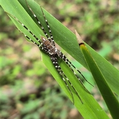 Unidentified Spider at Burnside, QLD - 23 Jan 2025 by clarehoneydove