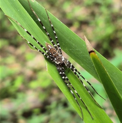 Unidentified Spider at Burnside, QLD - 23 Jan 2025 by clarehoneydove