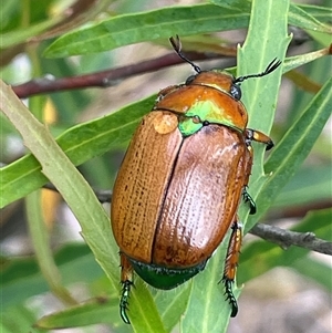 Anoplognathus brunnipennis (Green-tailed Christmas beetle) at Krawarree, NSW by JaneR