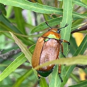 Anoplognathus brunnipennis at Krawarree, NSW - 23 Jan 2025 04:13 PM