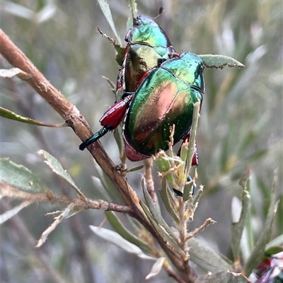 Repsimus manicatus montanus at Krawarree, NSW - 23 Jan 2025 by JaneR