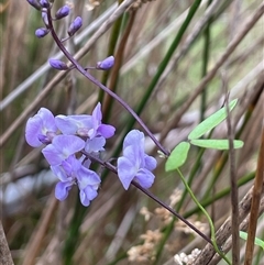 Glycine clandestina (Twining Glycine) at Krawarree, NSW - 23 Jan 2025 by JaneR