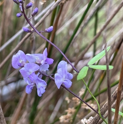 Glycine clandestina at Krawarree, NSW - 23 Jan 2025 by JaneR