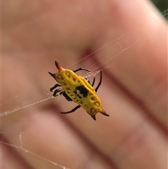 Gasteracanatha quadrispinosa at Burnside, QLD - 23 Jan 2025 by clarehoneydove