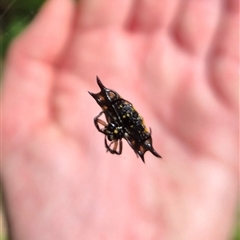 Gasteracanatha quadrispinosa at Burnside, QLD - 23 Jan 2025 01:08 PM