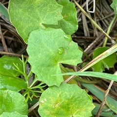 Centella asiatica (Pennywort, Centella, Indian Pennywort) at Krawarree, NSW - 23 Jan 2025 by JaneR