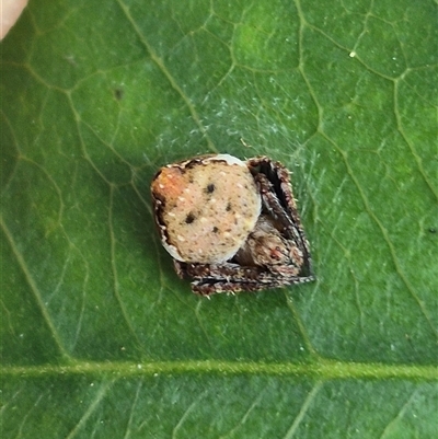 Araneidae (family) at Burnside, QLD - 23 Jan 2025 by clarehoneydove