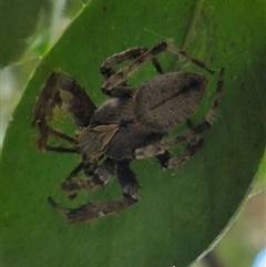 Unidentified Spider at Burnside, QLD - 19 Jan 2025 by clarehoneydove