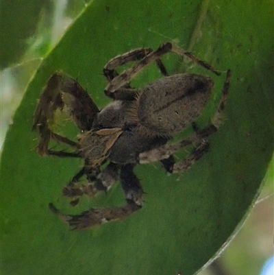 Unidentified Spider at Burnside, QLD - 19 Jan 2025 by clarehoneydove