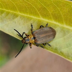 Unidentified Leaf beetle (Chrysomelidae) at Burnside, QLD by clarehoneydove