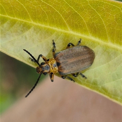 Unidentified Leaf beetle (Chrysomelidae) at Burnside, QLD - 23 Jan 2025 by clarehoneydove