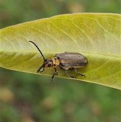 Poneridia (Genus) at suppressed - suppressed