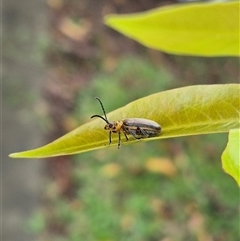 Poneridia (Genus) at suppressed - suppressed