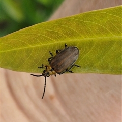 Poneridia (Genus) at suppressed - suppressed